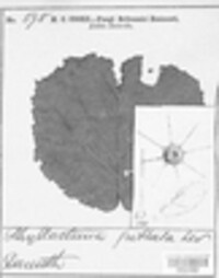 Phyllactinia guttata image